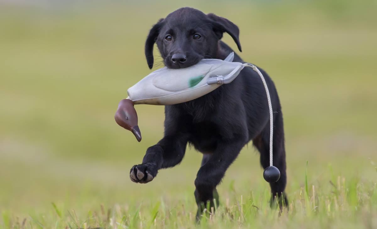 Labrador hvalp.jpg